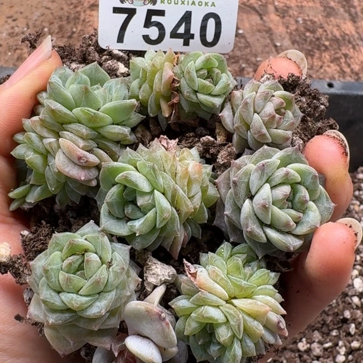 多肉植物多肉植物