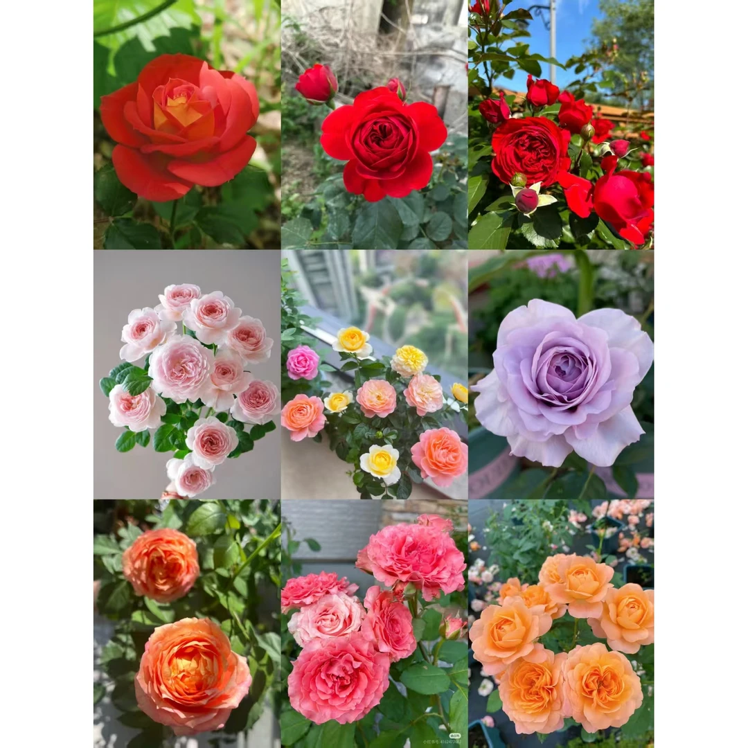 180盆栽月季月季果汁阳台