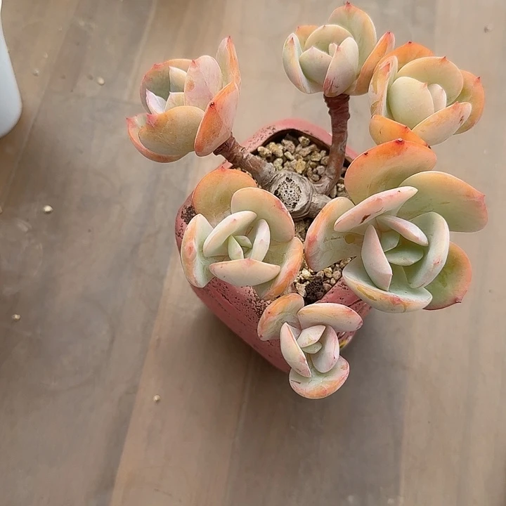 往***R白凤多肉植物一颗