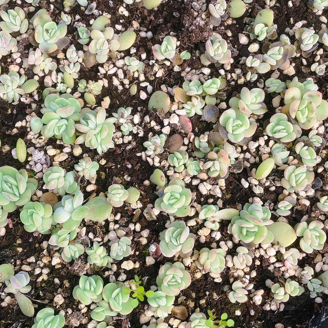 斜阳切糕穴一个满25包邮