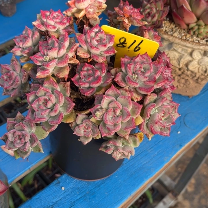 816 000000000000多肉