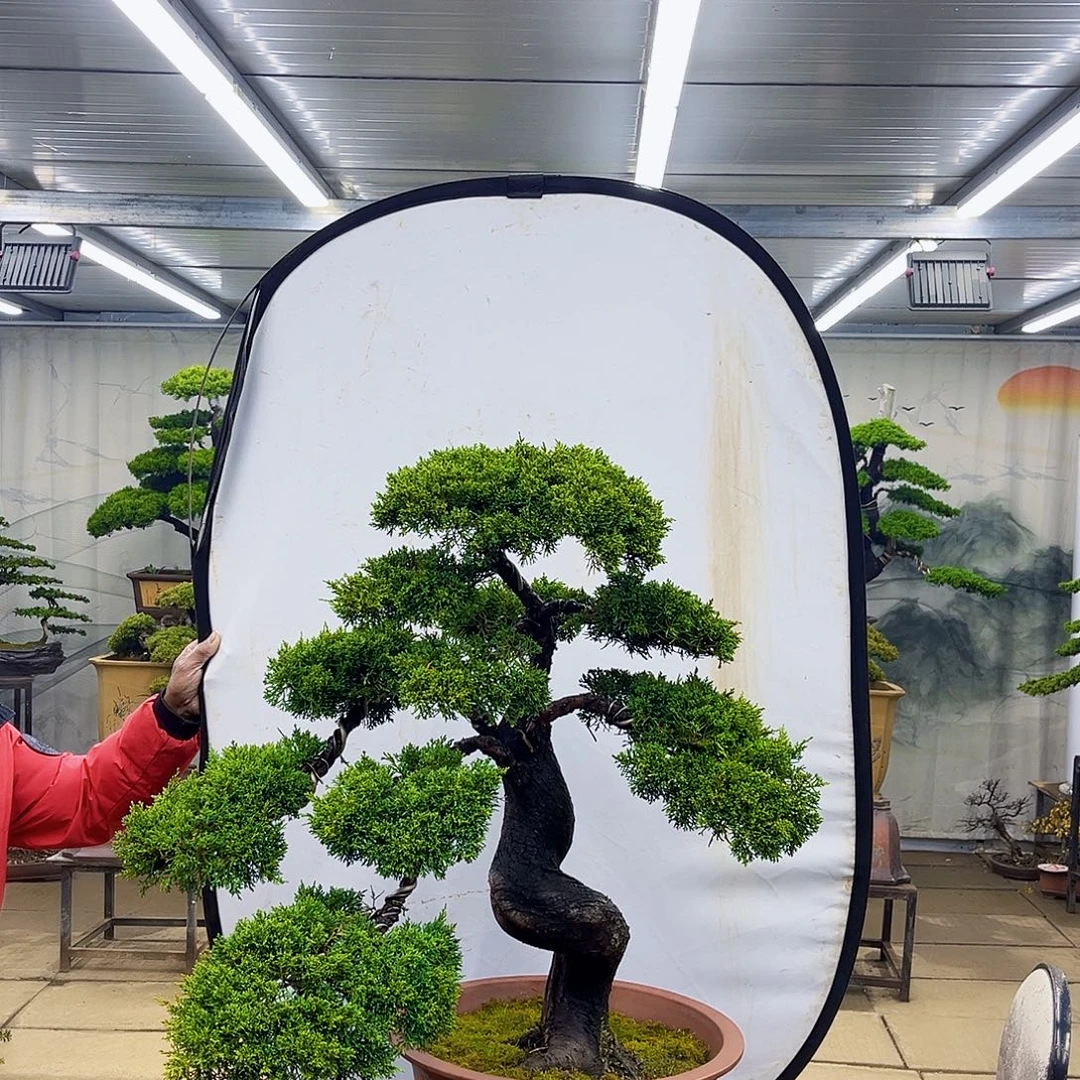 无花朵松柏盆景直播大放漏