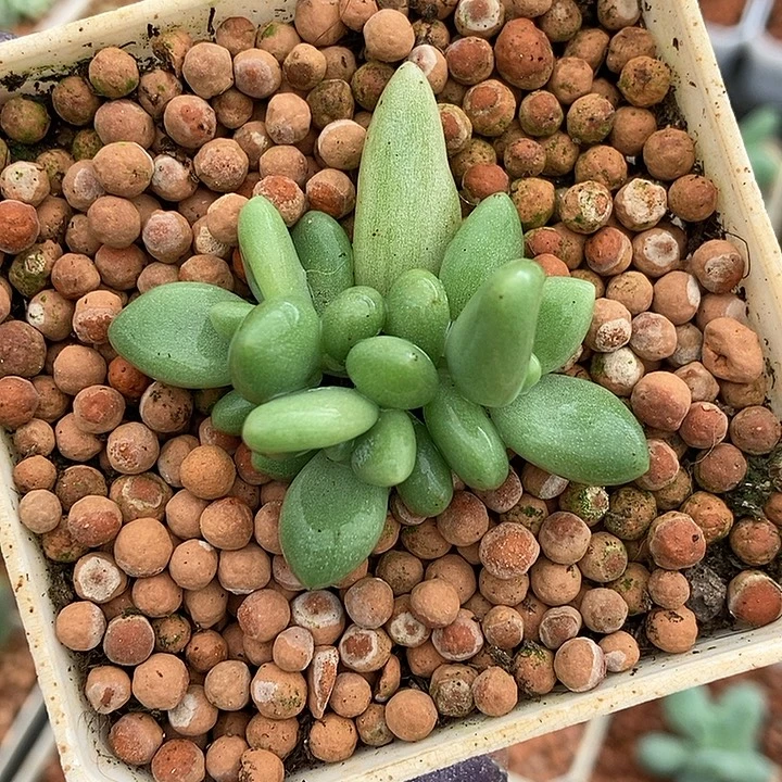 香蕉奶酪多肉植物