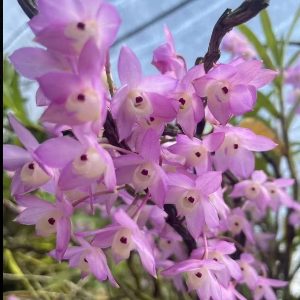 重唇石斛/石斛盆栽/洋兰绿植室内观赏植物