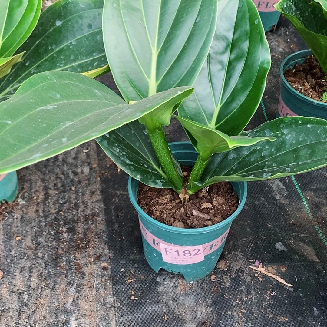 无花朵我****你木本花卉182