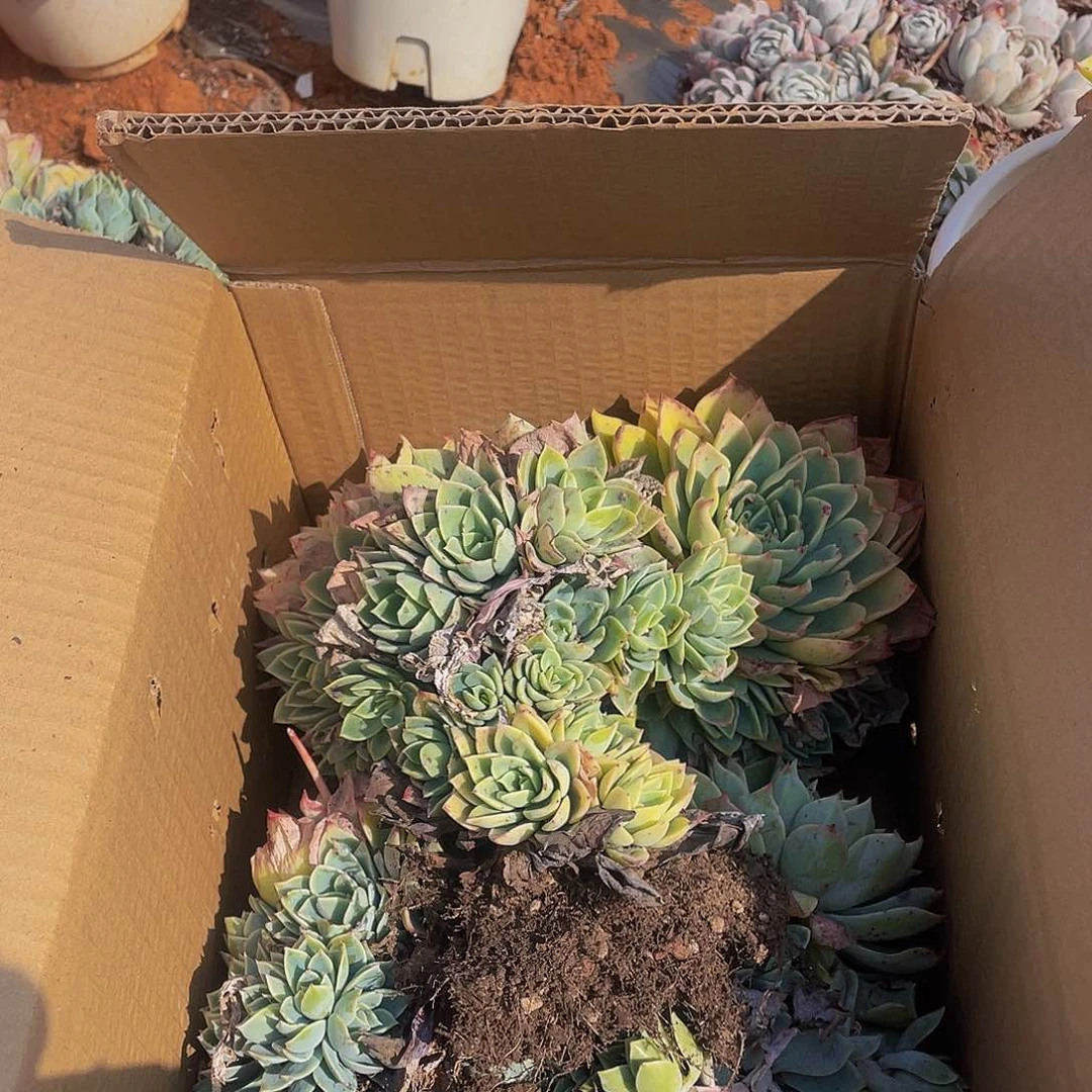 三色堇1箱19.8多肉群生不售后