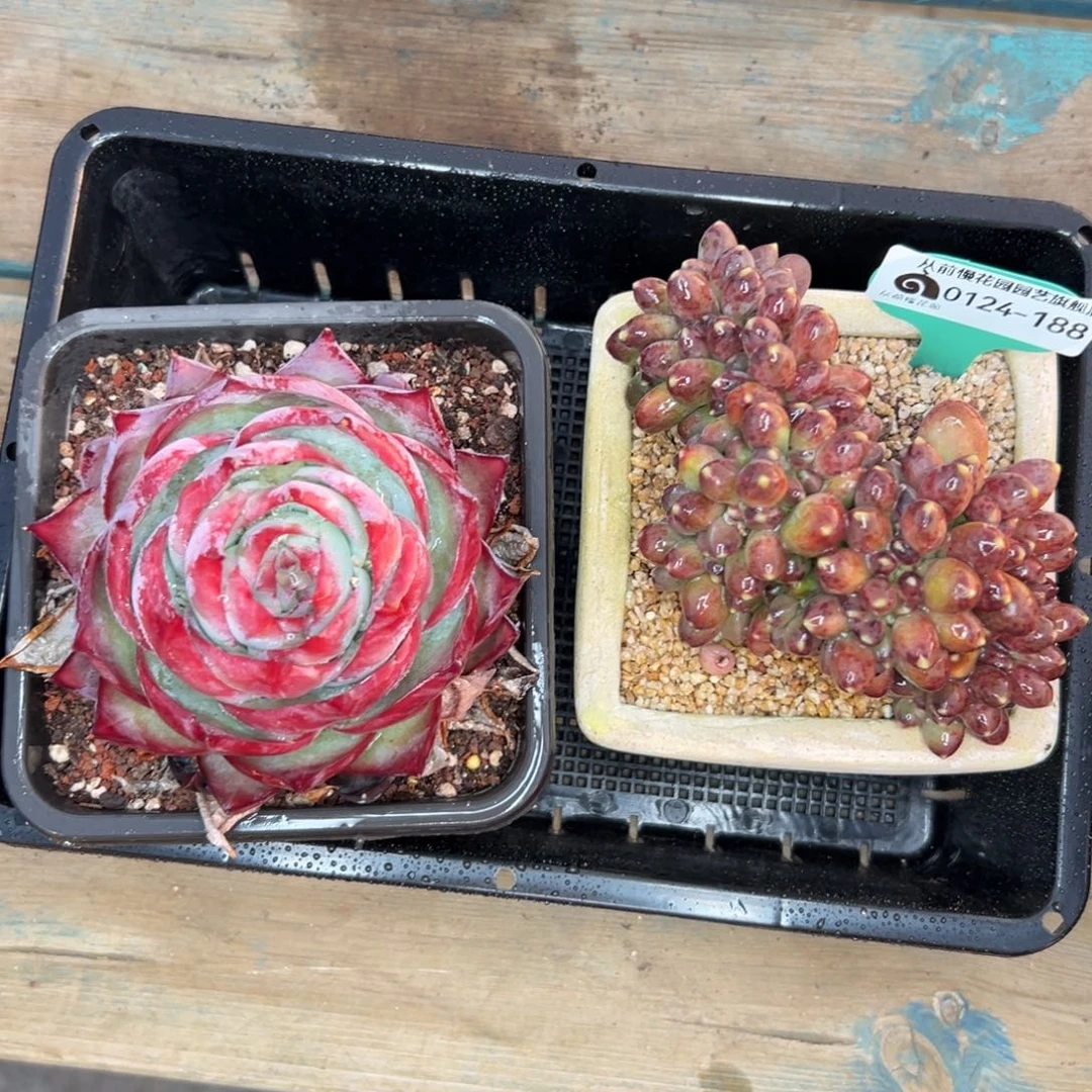 多肉一物一拍0124-188