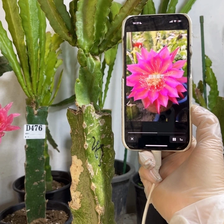 当前无花栽培后可以开花490