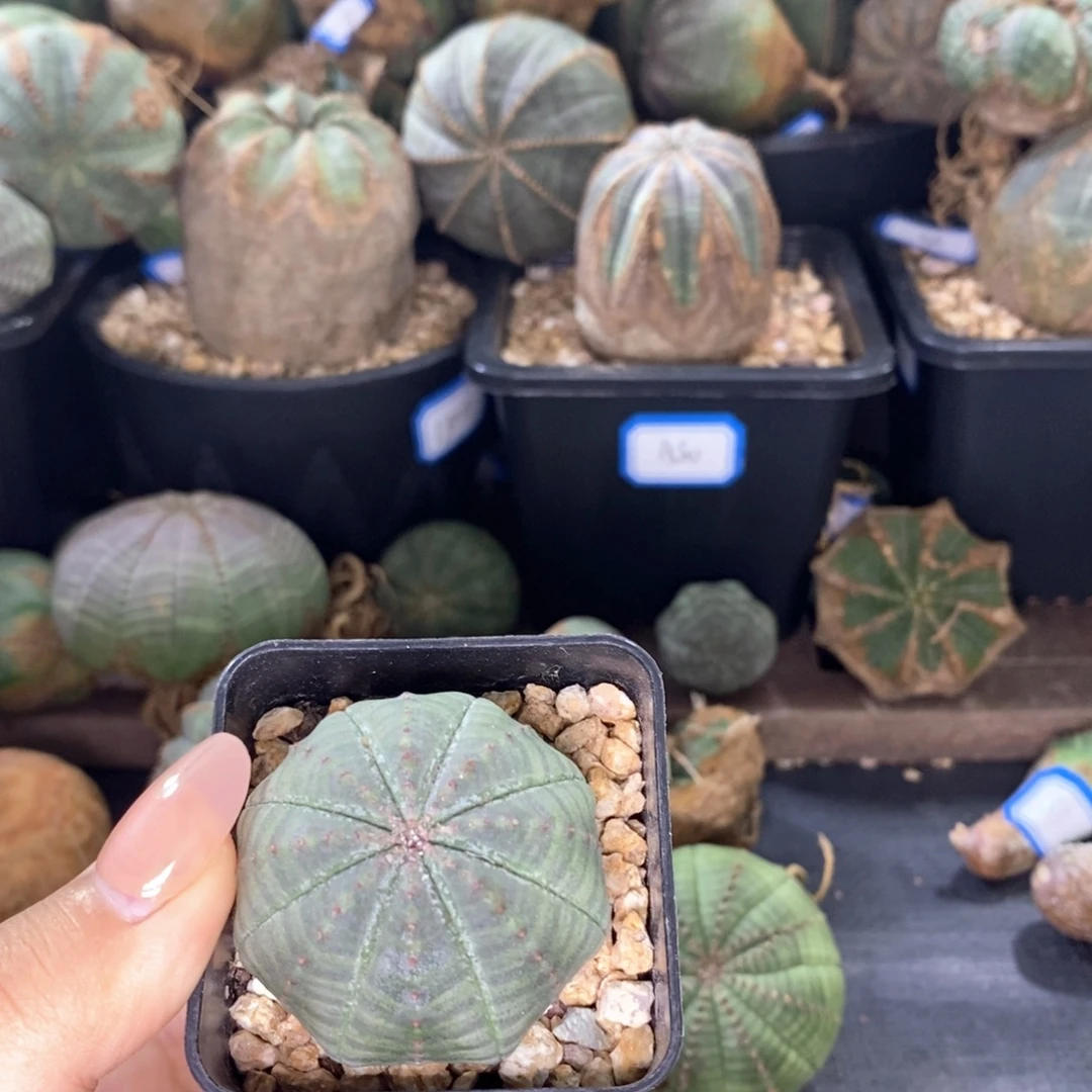 赵***结欧系实生布纹球 一物一拍