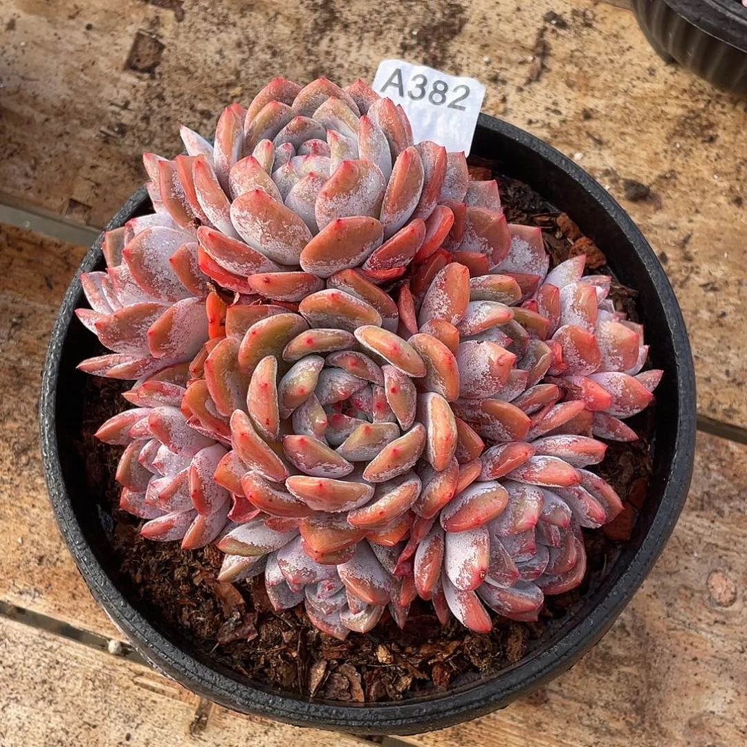 382多肉植物多肉植物
