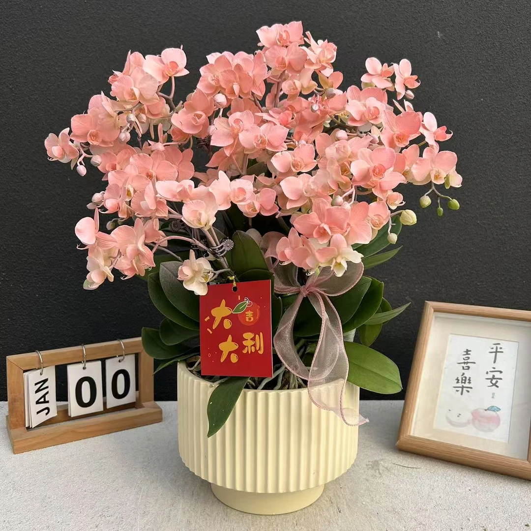 不语园艺（蜜桃精灵）蝴蝶兰花卉鲜花高雅唯美高级盆栽观花红色花卉