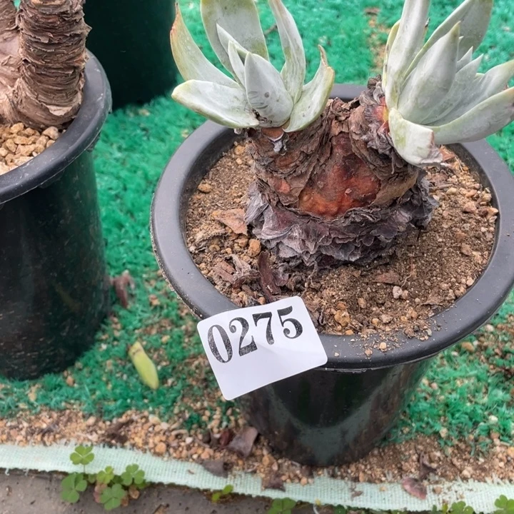 275号帕脆沙多肉植物