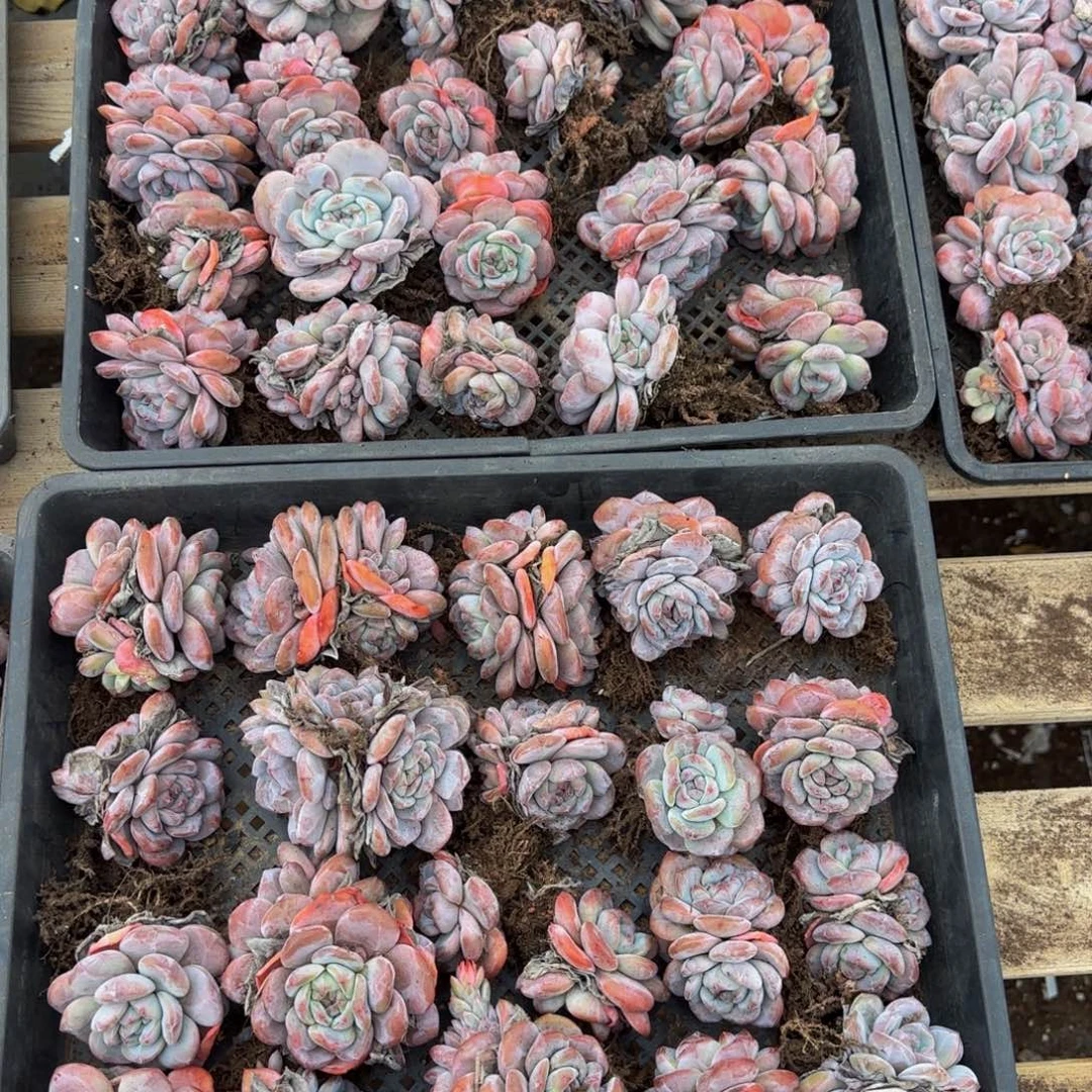 5颗一组露养区大星影特价无售后