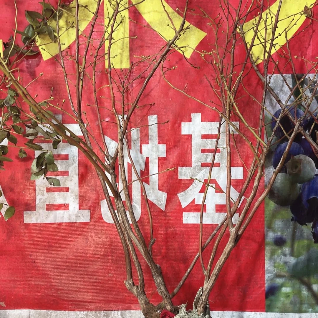 完全开放大果纯甜可口蓝莓