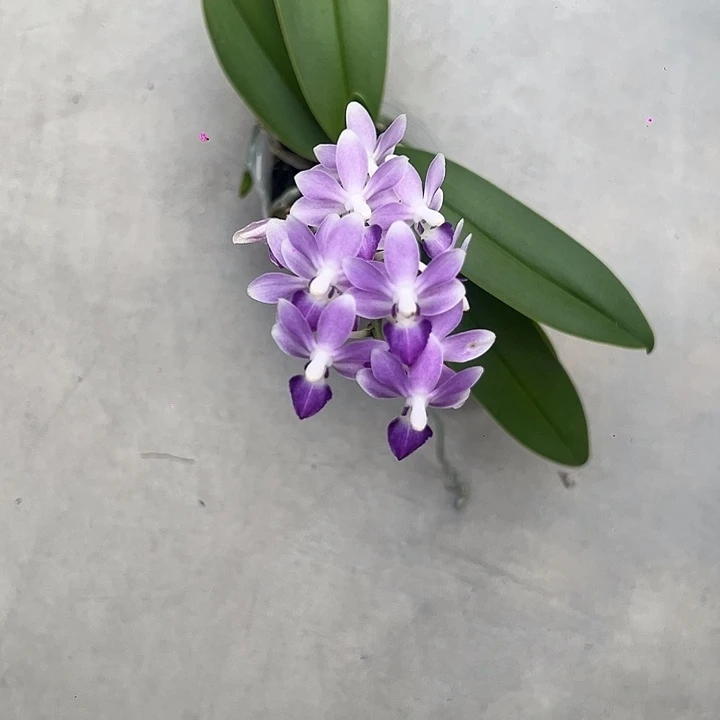 完全开放蓝色幻想开花株