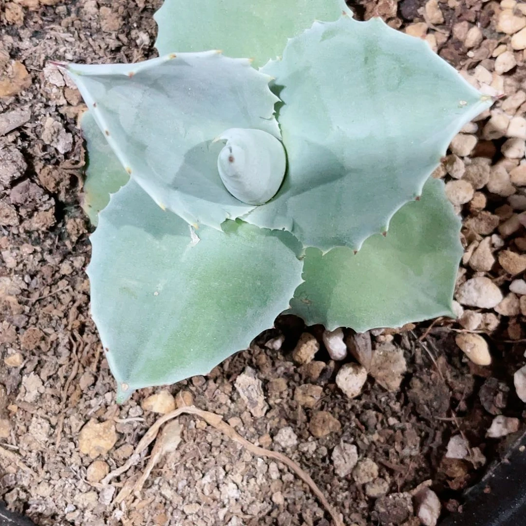 水****6侏儒鲸小颗龙舌兰包邮