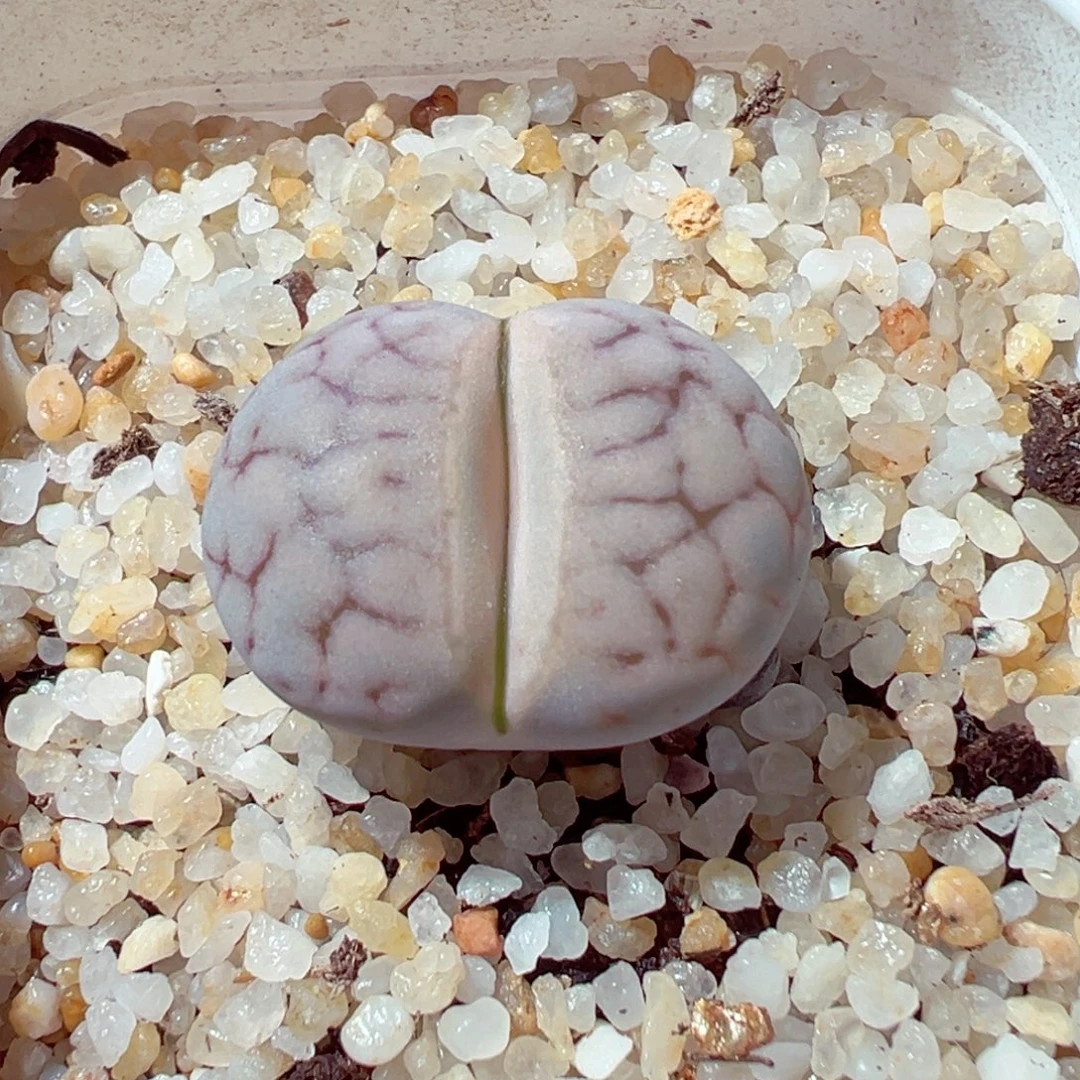 1113-624多肉多肉女娲石