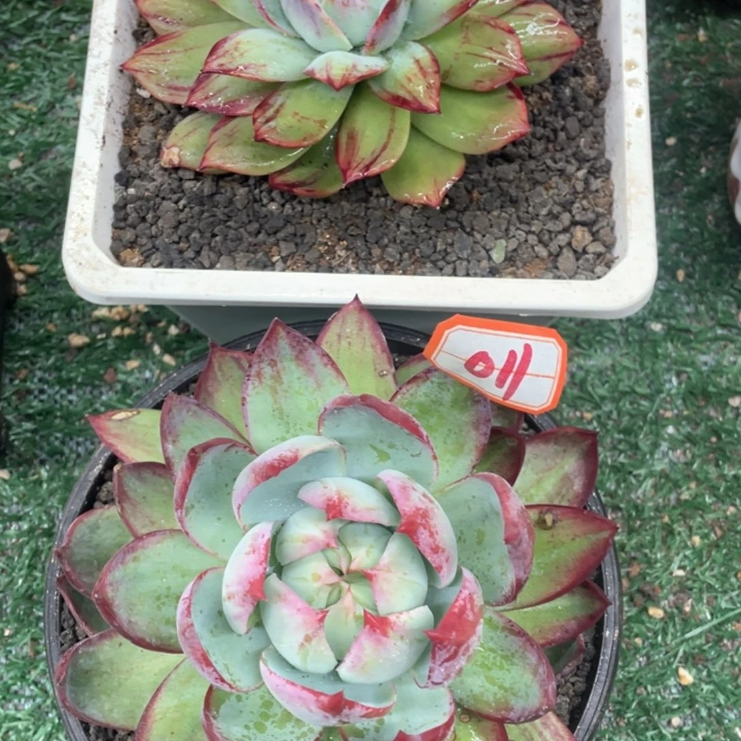 两颗惊鸿一物一拍满28非偏远