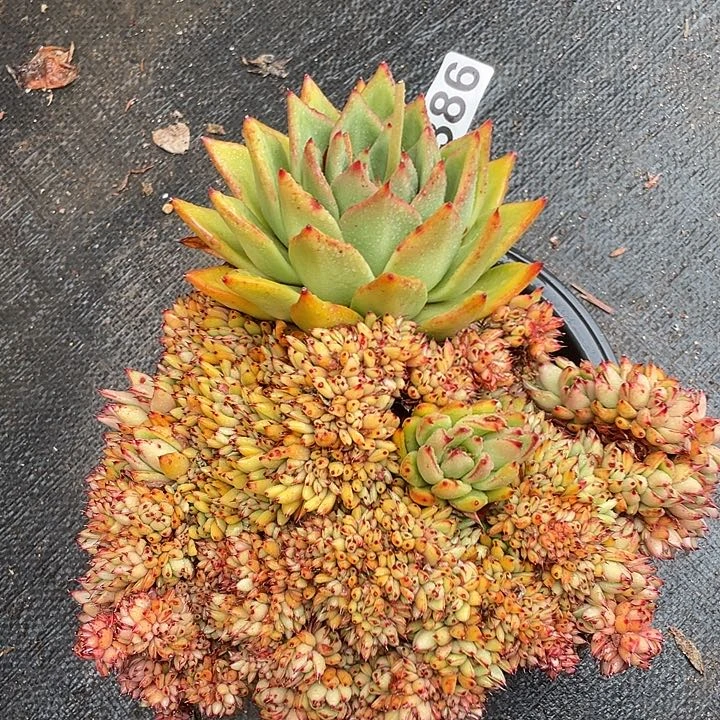 若如东云组拍386