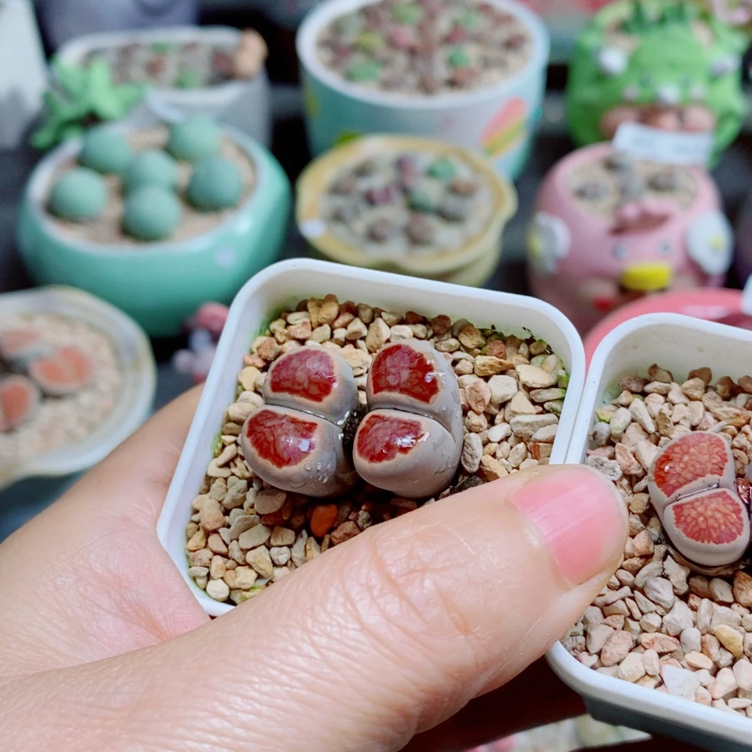 火***星生石花花花花花花花花951