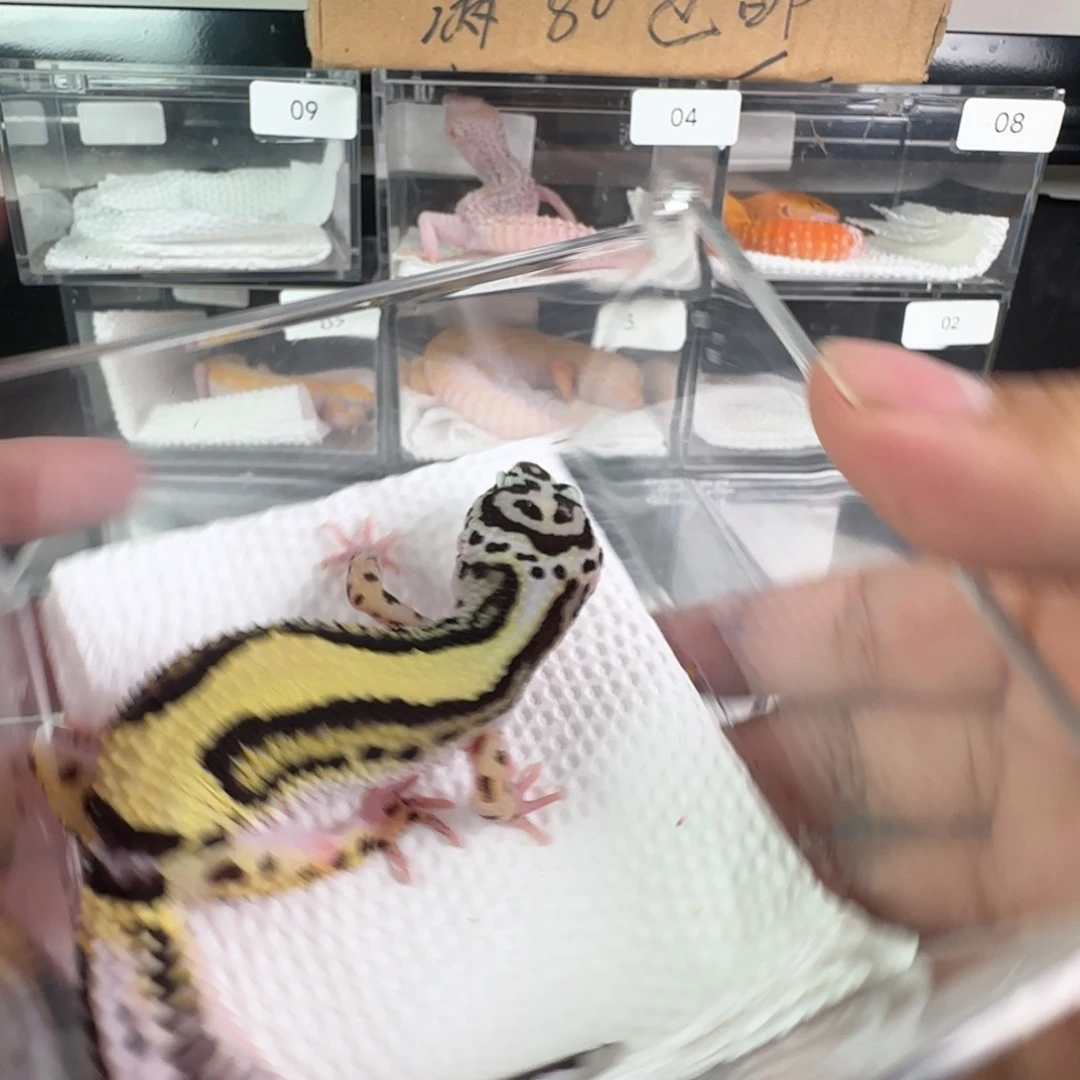 豹纹守宫土匪妹妹