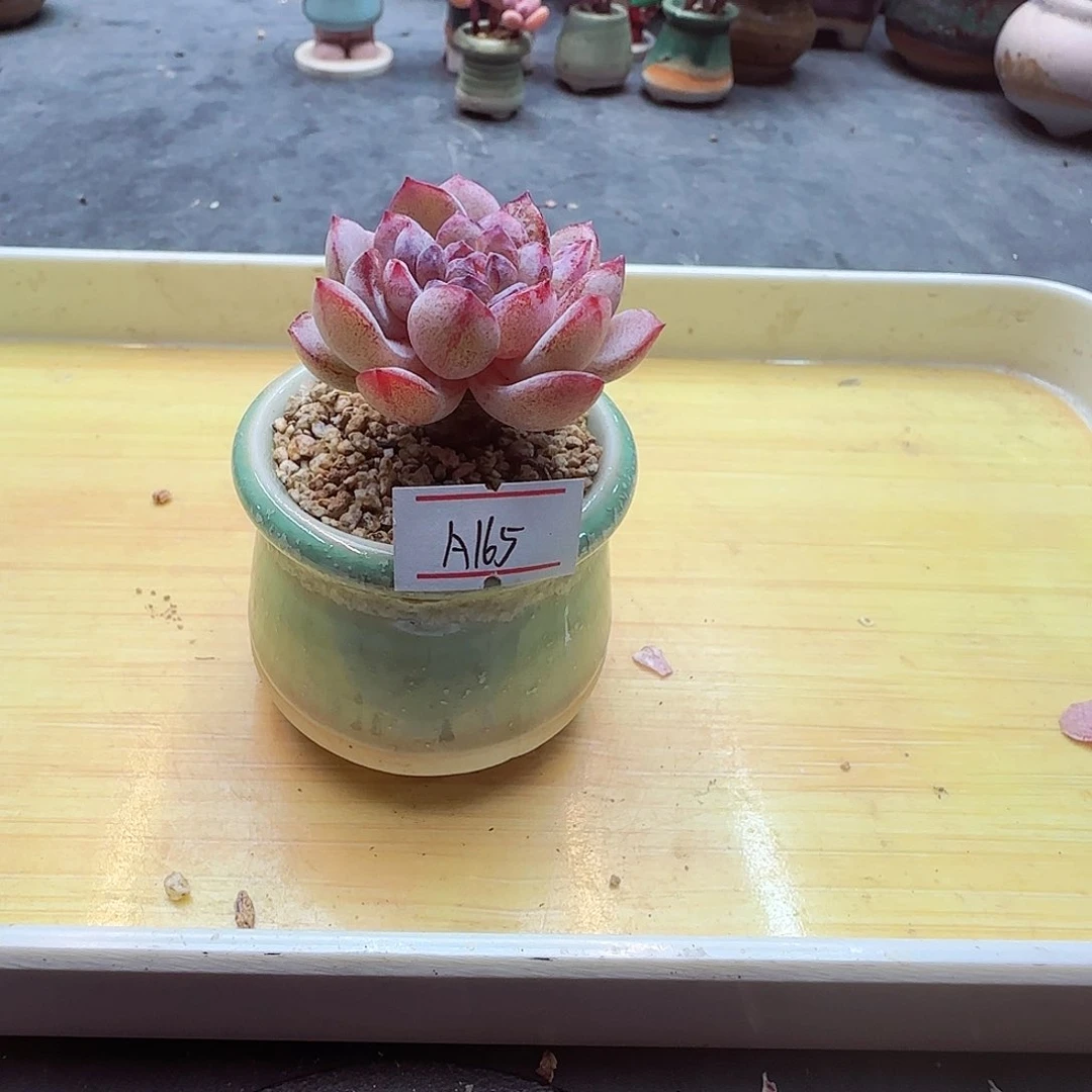 小暖萌友会福利A165，有伤