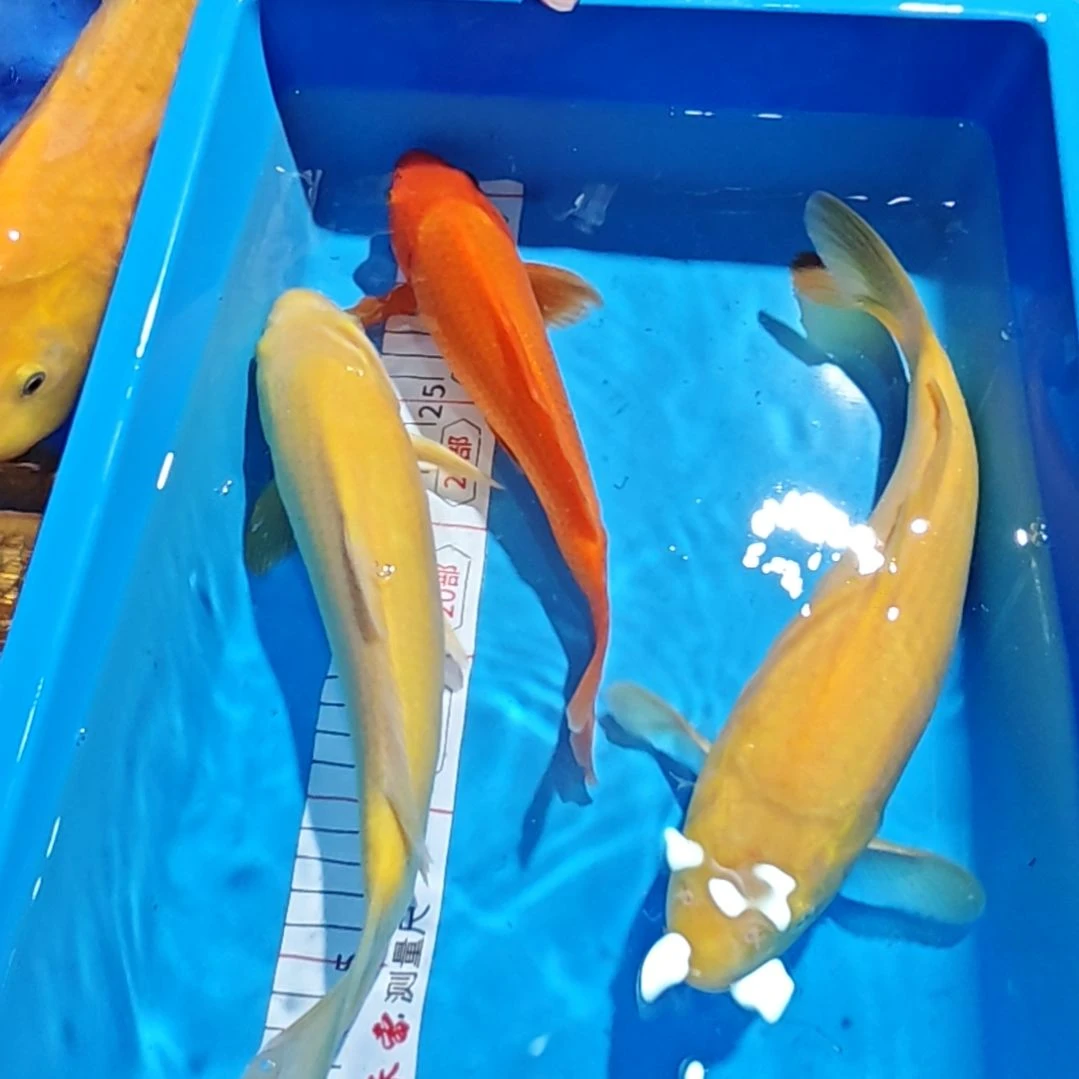 命***造锦鲤不包邮，运费占收多退少补