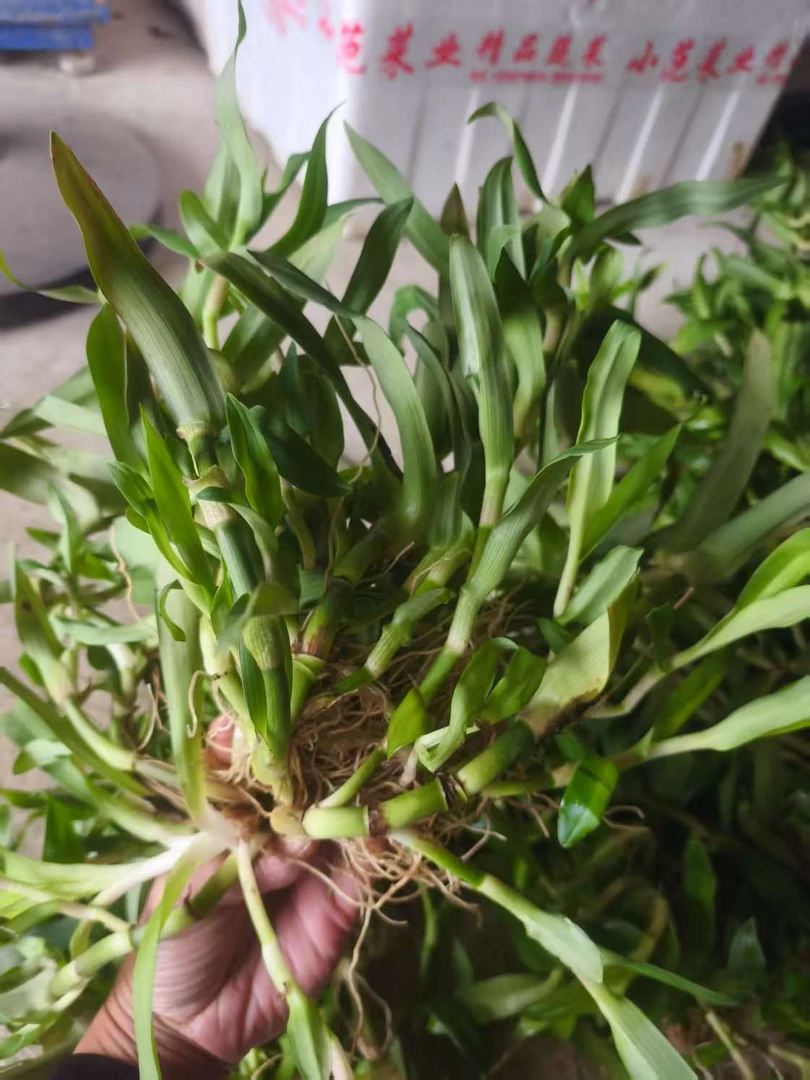 新鲜现采现发痰火草猫爪草围夹草化核草狮子草大苞水竹叶潮汕白兰