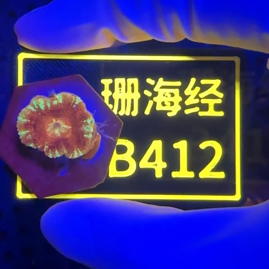 纽扣珊瑚富****器又又不包邮糖果脑B412