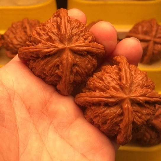 丰****核桃核桃核桃核桃