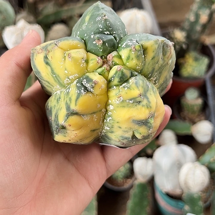 龟甲鸾锦仙人球533号