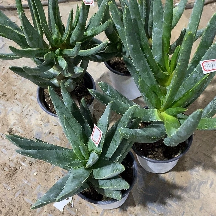 我***琴完美主义者勿拍二岐一颗多支三颗91701