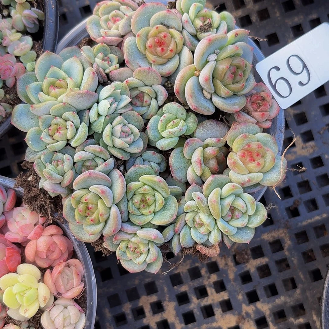 多肉植物多肉植物69