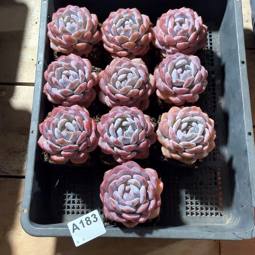 莫***，183多肉植物多肉植物