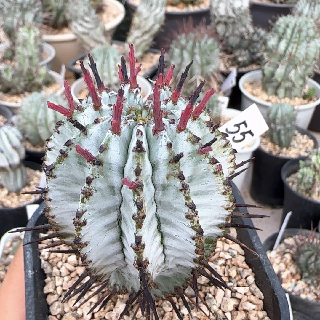 55脱土发 白稿111111