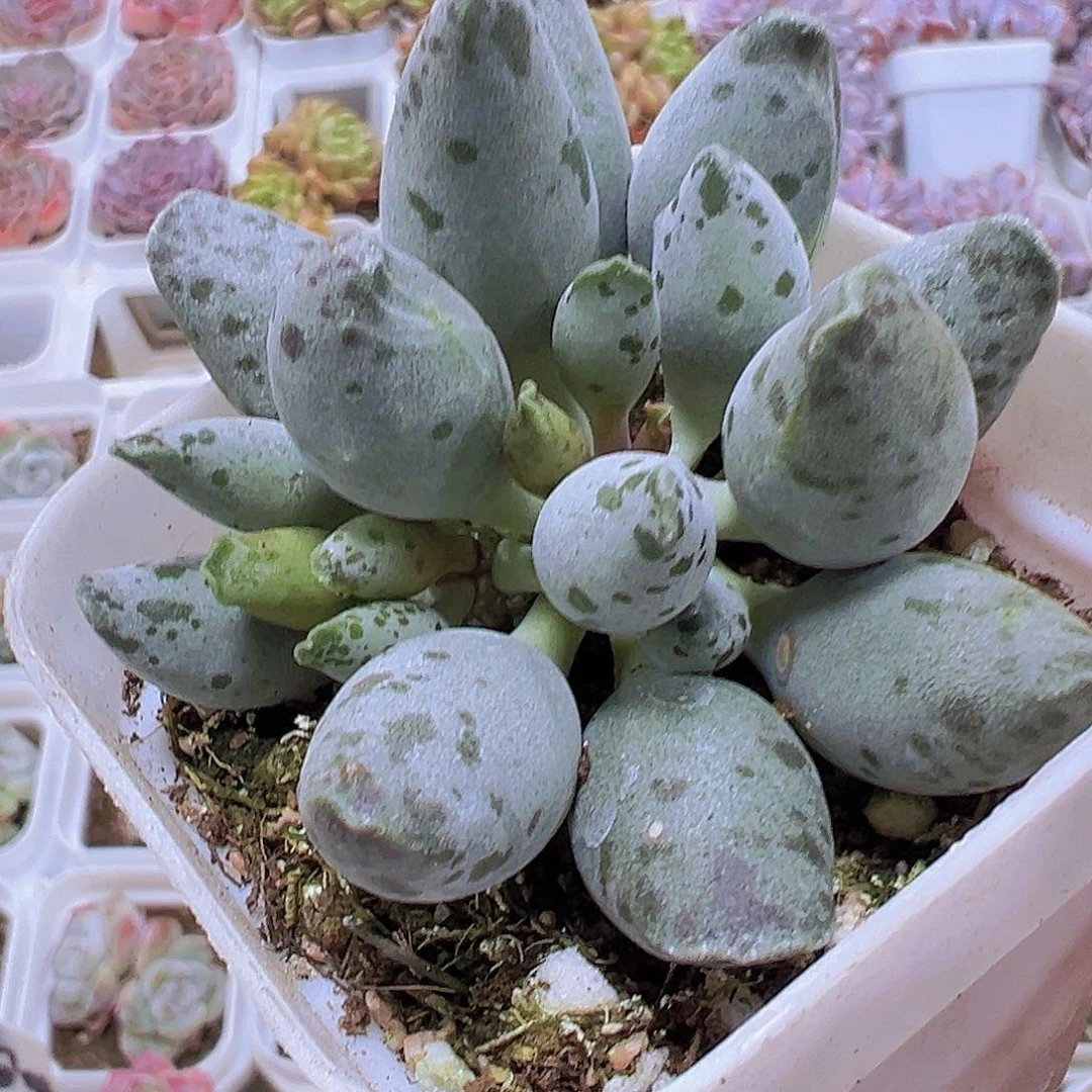 大海豹19包邮多肉植物