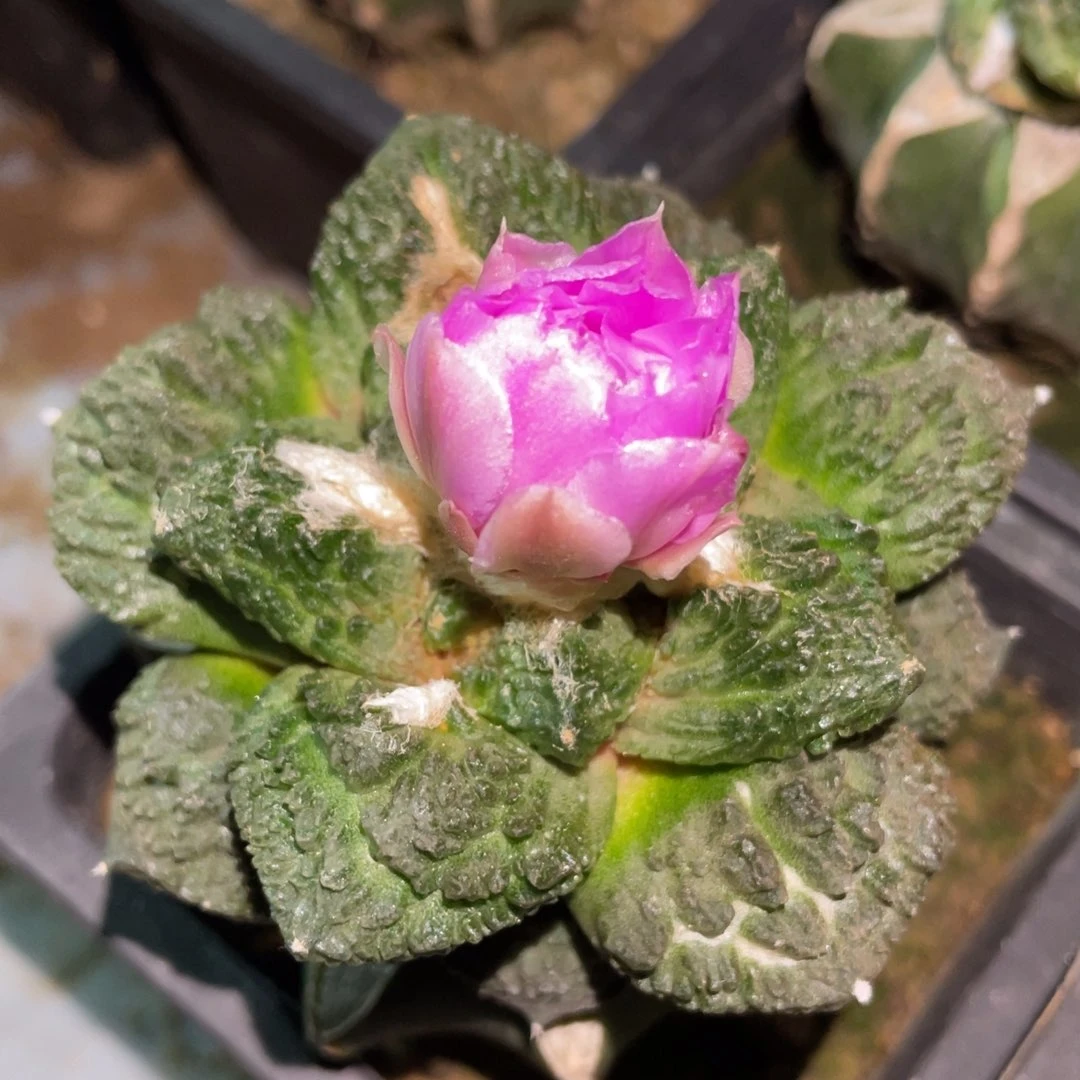 精选哥怒 006 仙人球开花