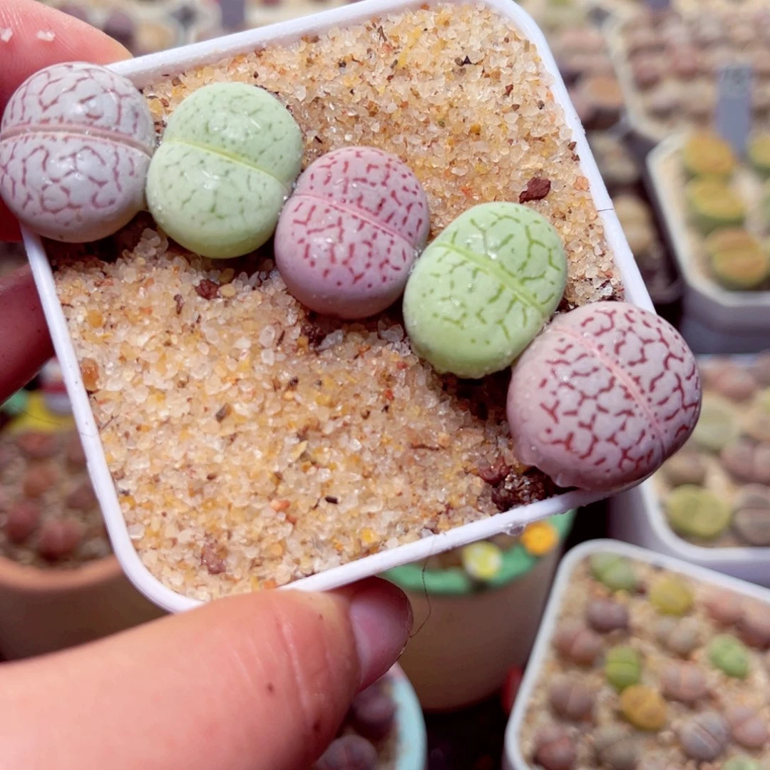 380号带盆盆包邮发货