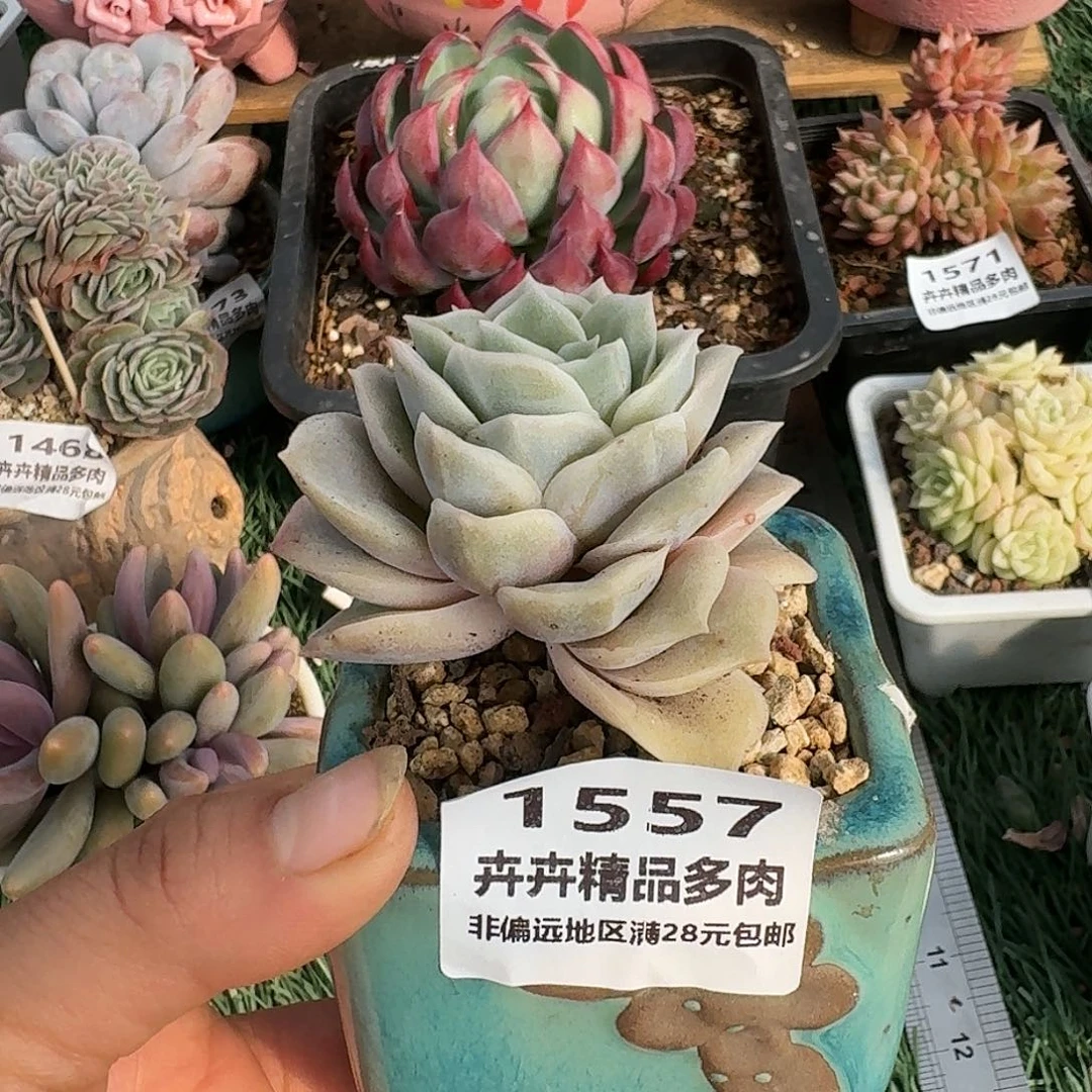 1557一物一拍（满28包邮）