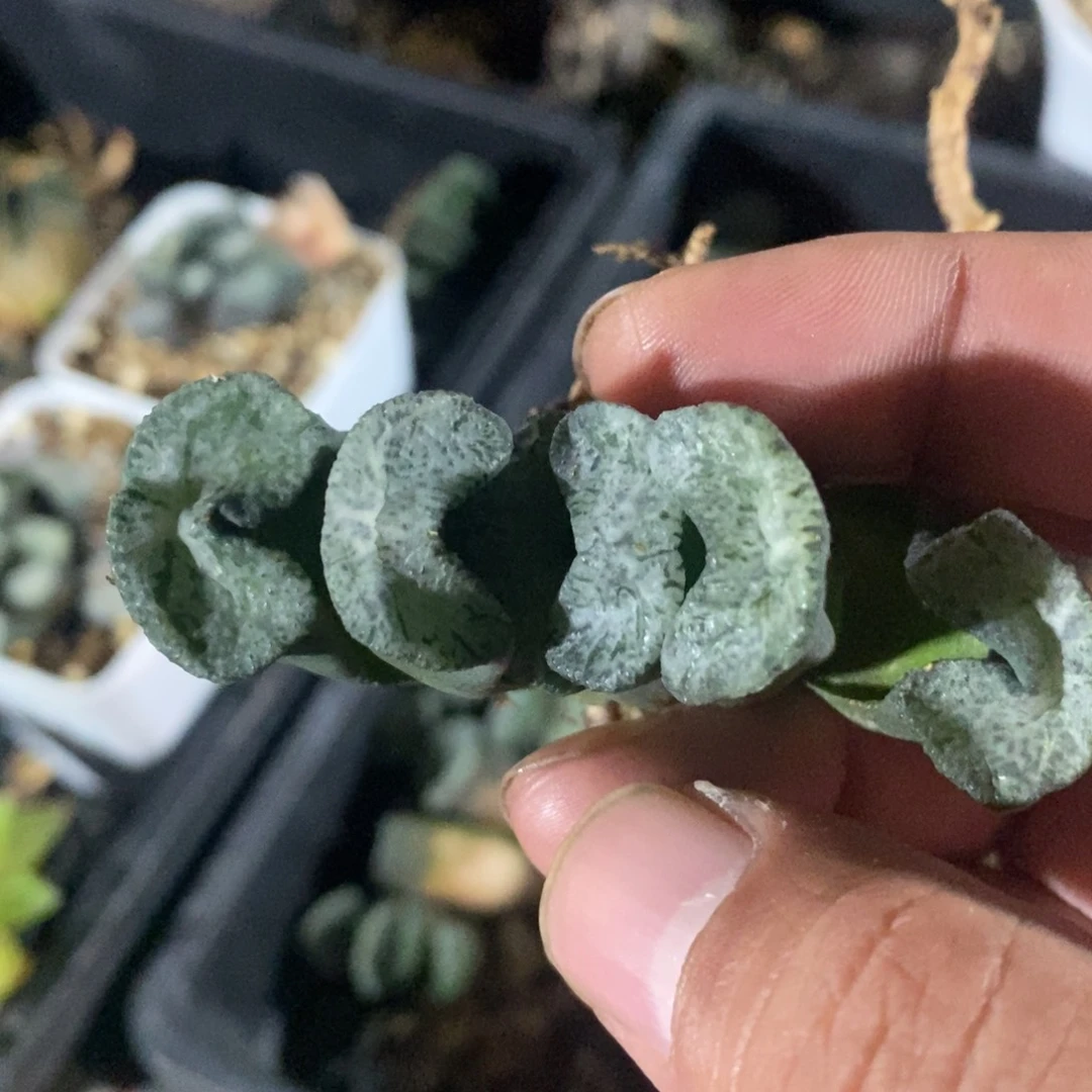 一颗实生牛逼玉扇