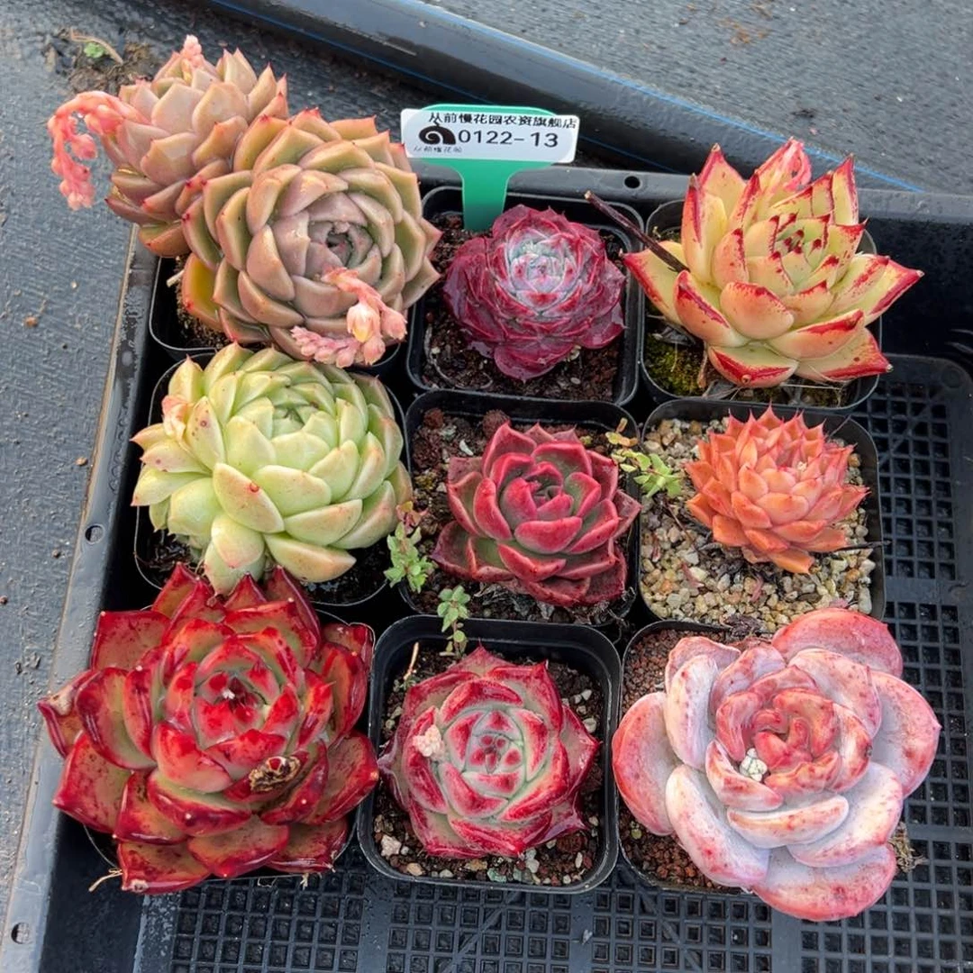 从前慢多肉精选编号0122.13