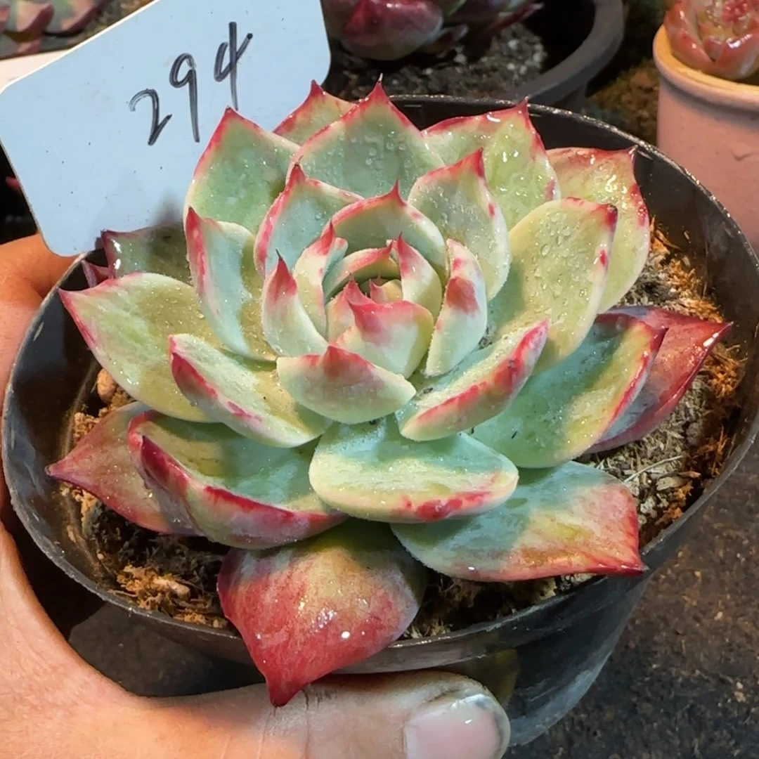 惊鸿一物一拍包装收缩花旱294