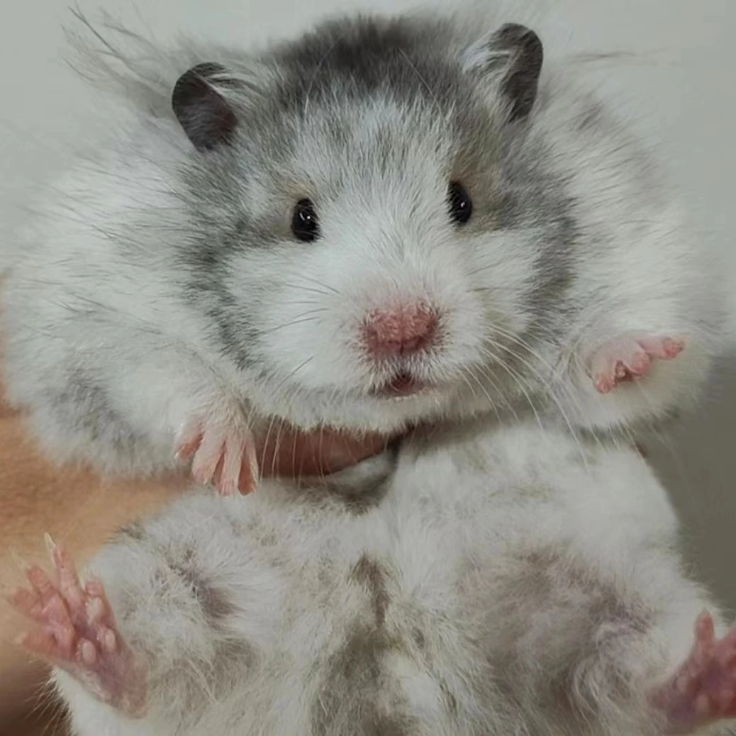 成年大体金丝熊长直毛卷毛波利纹仓鼠活体包邮包活包健康冰袋发货