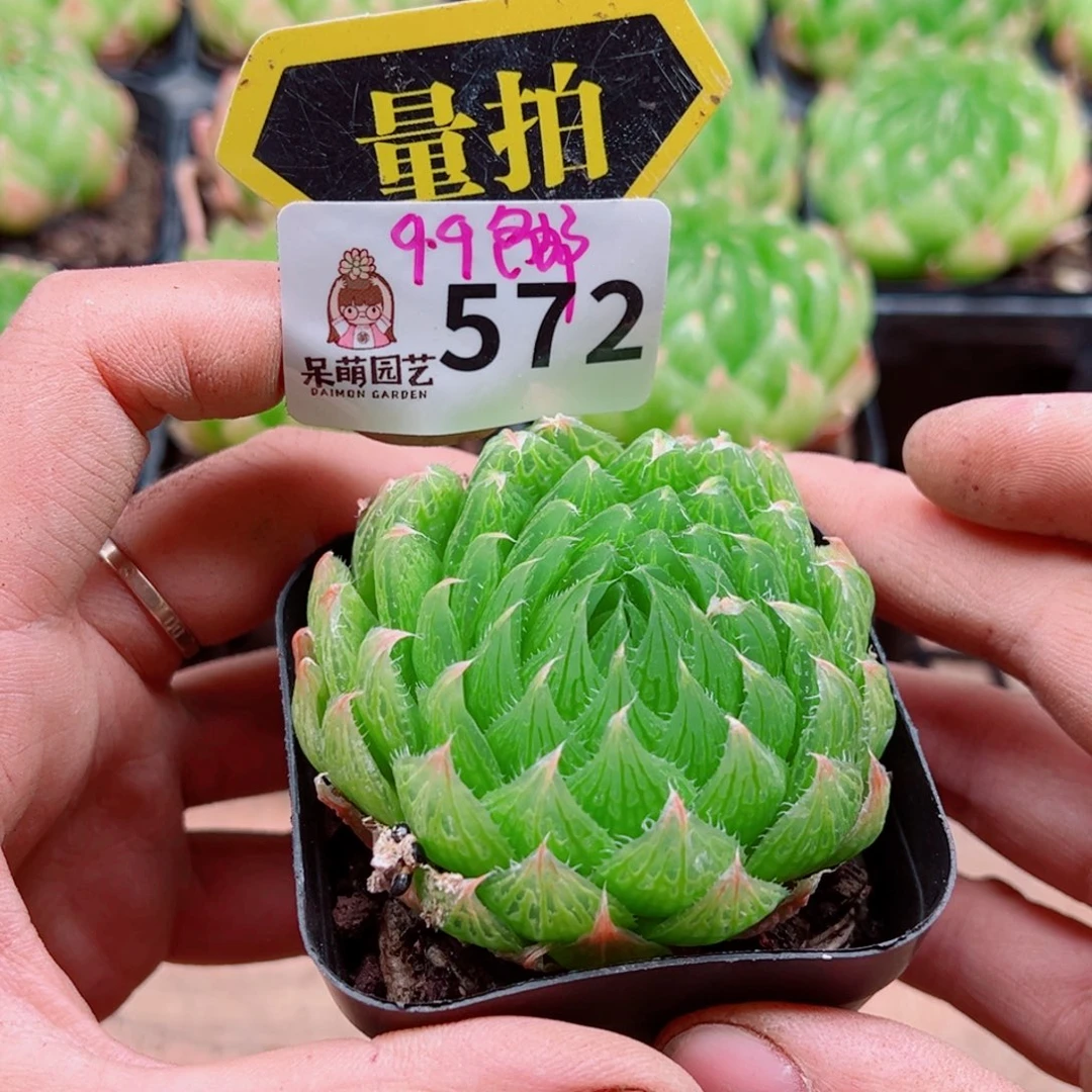 当前无花朵，栽培后可花朵