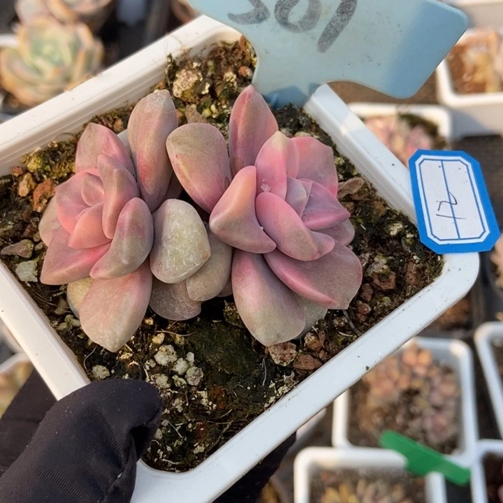 501紫乐锦多肉植物保护