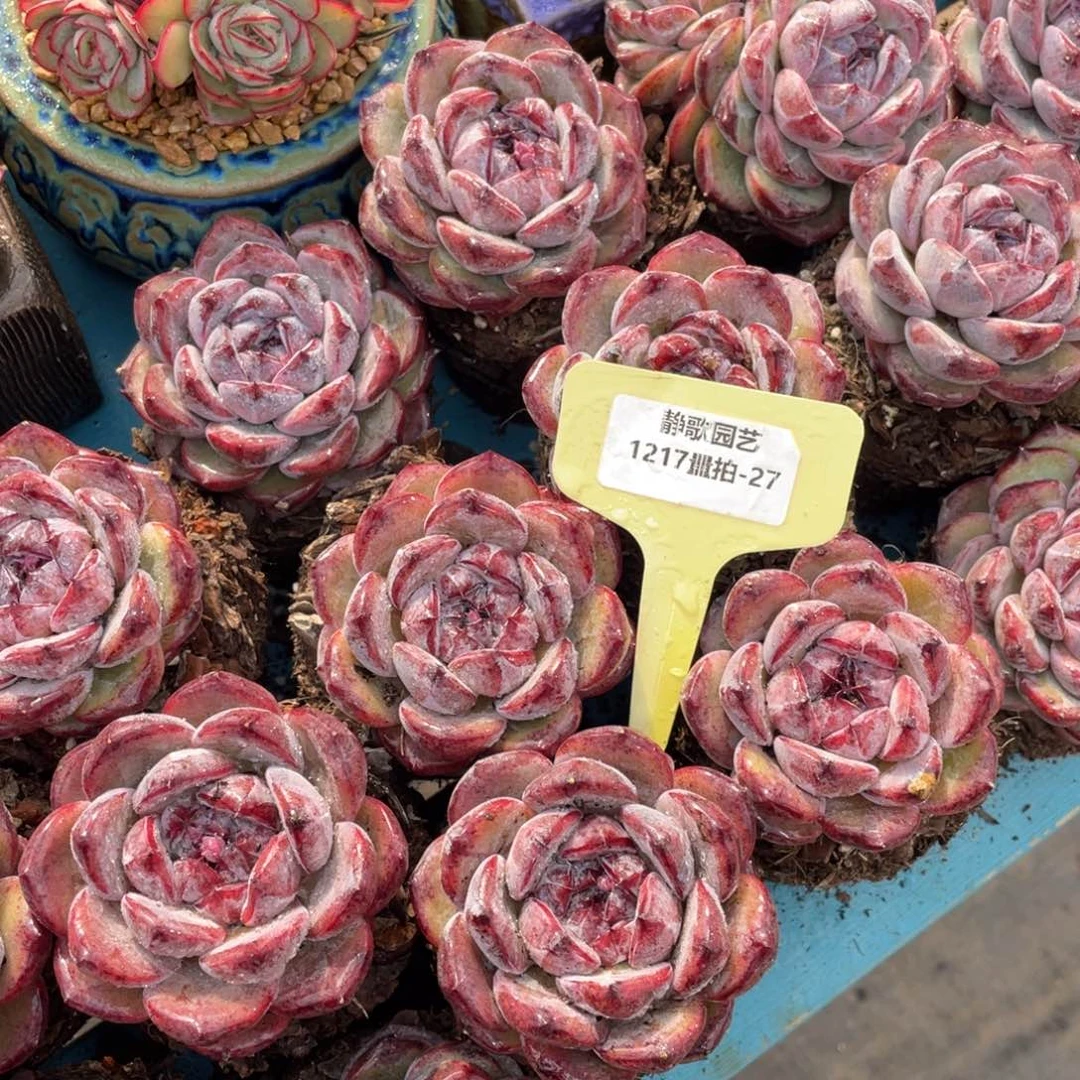 1217-27-糖心优选黑橙单头一颗量拍