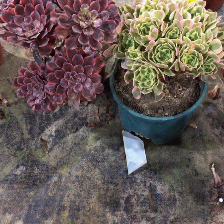 俩棵多肉7700000000