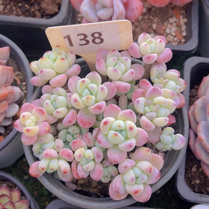 健健康康平平安安