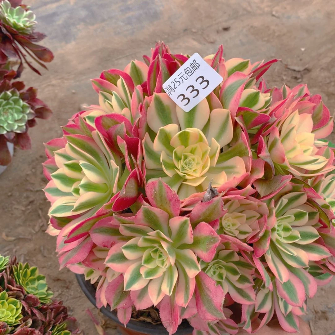 333粉女巫老桩多肉植物