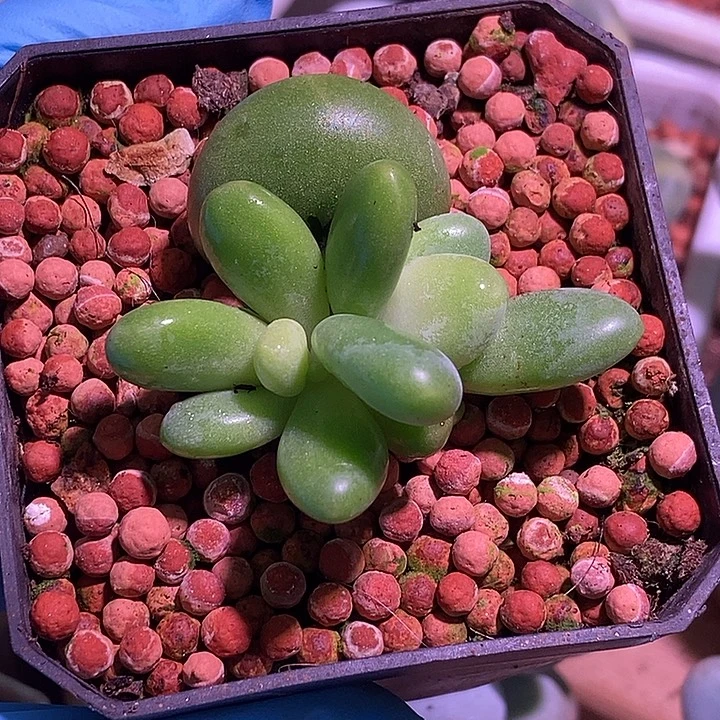 Kk奶酪锦多肉植物